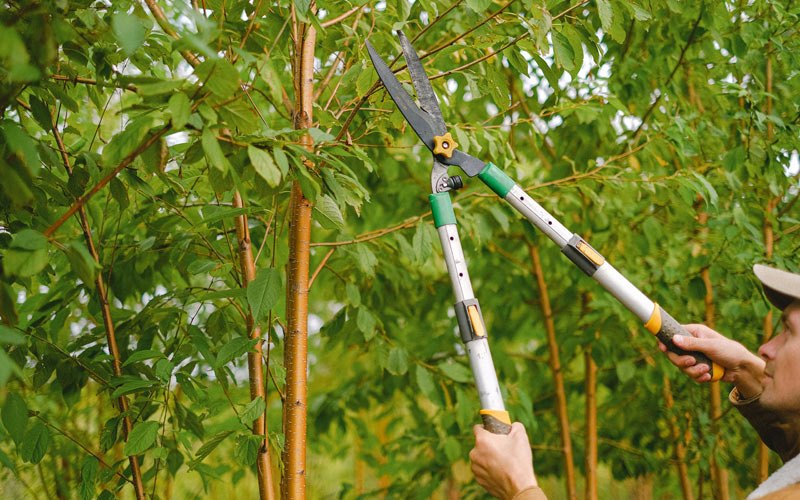 Tree trimming in Lindsay, CA